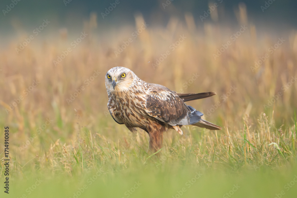 Obraz premium Western Marsh Harrier - Circus aeruginosus standing alert in a grassy field with the blurred background. Photo from Lubusz Voivodeship in Poland.