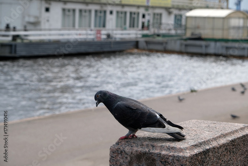 a dove on the river embankment