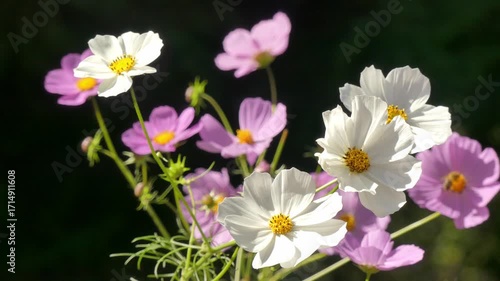 Thickets of blooming cosmos (Asteraceae) in the park.