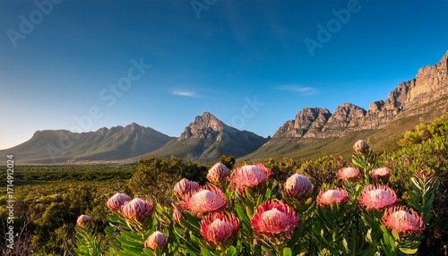Pink Proteas With Jagged Mountain Peaks Background Near Stellenbosch South Africa