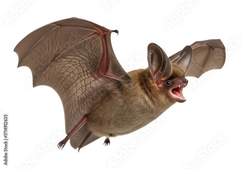 A single brown bat in dynamic mid-flight, wings fully extended and mouth open for echolocation, with shaggy fur details against a transparent studio background, natural history illustration concept
