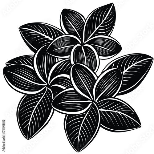 frangipani on white background
