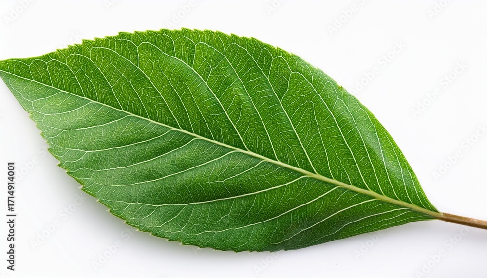 Obraz premium Isolated Green Leafy Branch