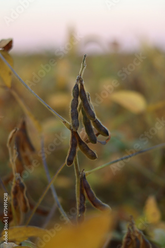 Ripe pods with soybeans on an autumn evening.