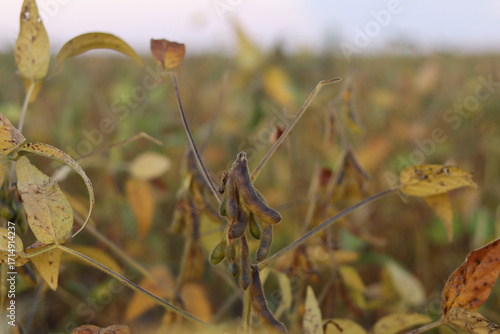 Dry pods with soybeans ready for harvest.