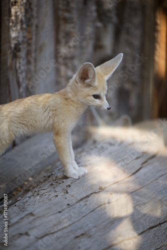 fox in the zoo