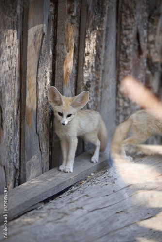 fenix fox in the zoo