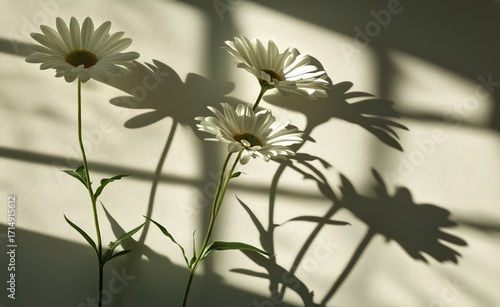 Bright Daisies Casting Soft Shadows on a Wall During Morning Sunlight