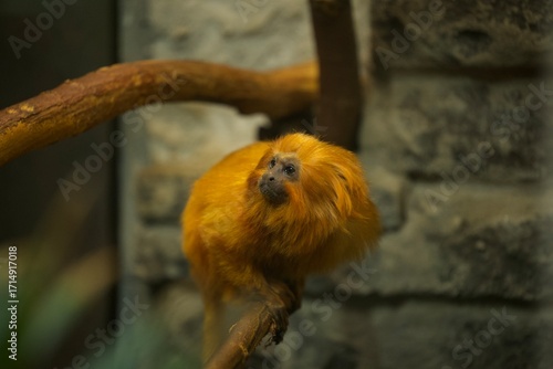 golden lion tamarin