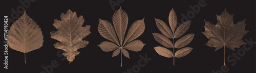 Retro autumn leaf set in stipple style. Includes oak, maple, chestnut, birch, and ash leaves. Perfect for mixed media collages, vintage posters, and print design.