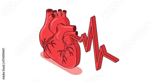 Red anatomical heart with an electrocardiogram line illustration.