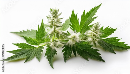 Blooming Branches Of Motherwort Herb Leonurus Cardiaca Isolated On A White Background