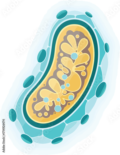 Vibrant, detailed illustration of a mitochondrion cell, showcasing its internal structure with glowing energy and scientific accuracy for medical research and educational purposes.