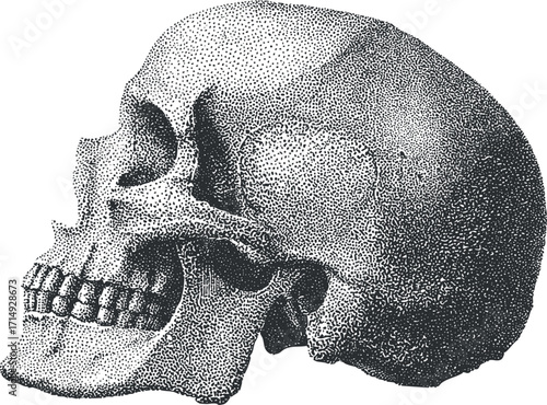 Detailed illustration of a human skull in profile view for educational and anatomical purposes