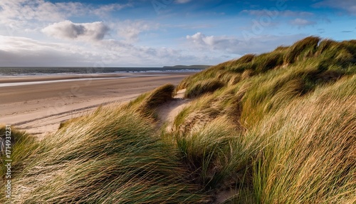 Long Grass Growing On The Sand Dunes At Ballinesker Beach In County Wexford Ireland