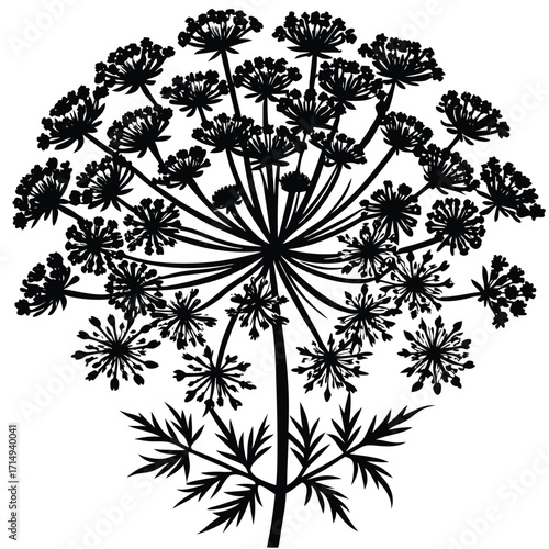 queen anne s lace vector on white background