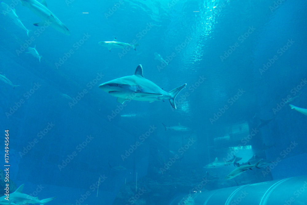 Fototapeta premium Views of the Singapore Oceanarium