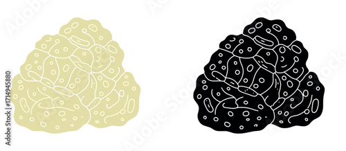 Fermented sake kasu illustration in light and dark versions  