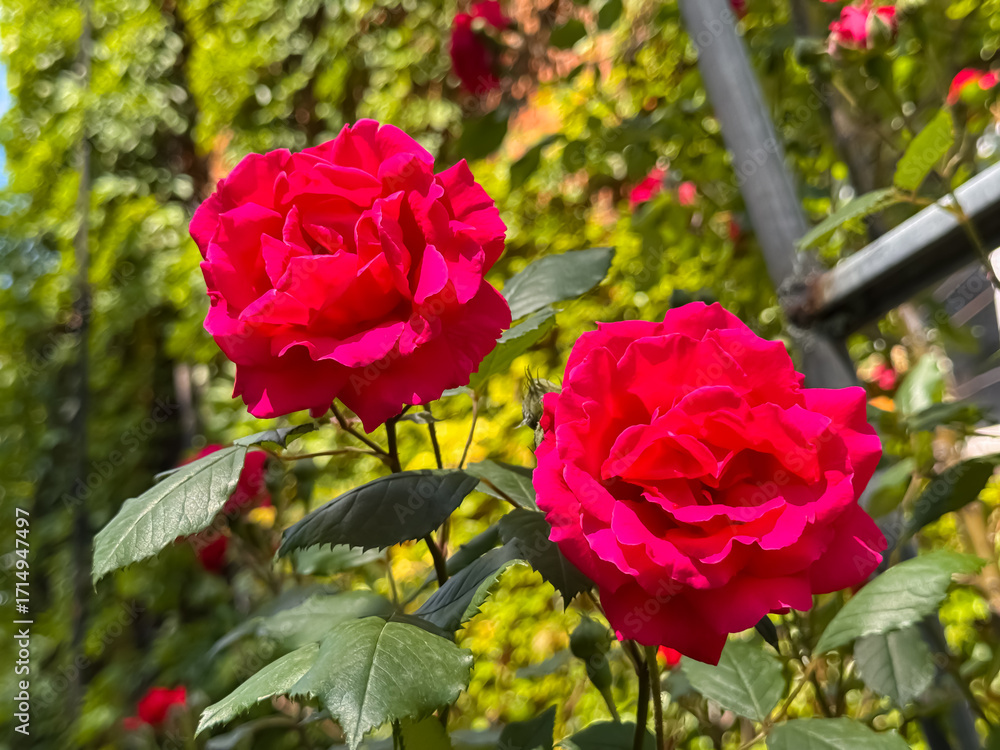 Obraz premium Vibrant Red Rose with Multiple Buds Blooming in Garden Close-Up