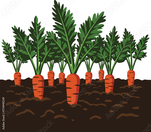 Carrot plants growing in fertile soil with green leaves healthy vegetable garden vector illustration 