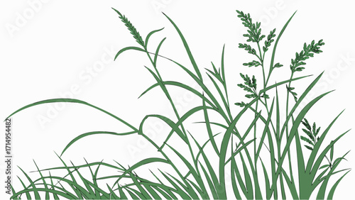 Illustration of green grass field plants, tall grass, meadow grass, nature, field landscape vector