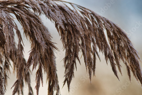 Hoarfrost on dry grass in the winter