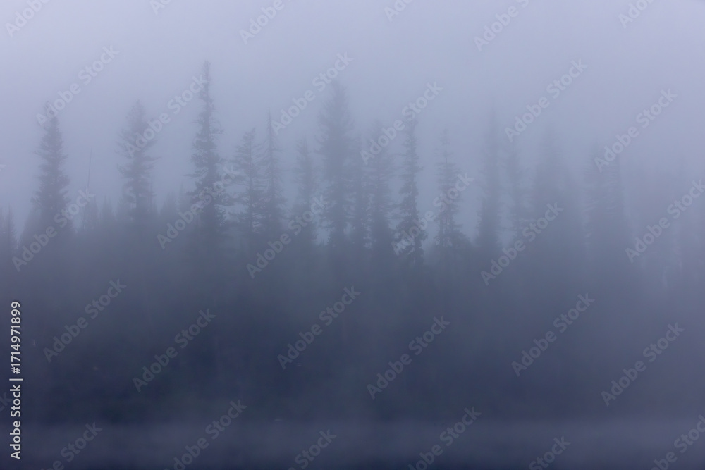 Fototapeta premium Trees and Fog