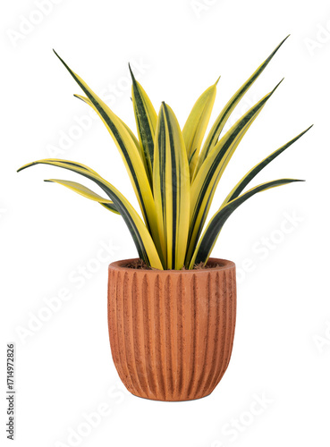 Wallpaper Mural Indoor Decorative Green and Yellow Plant in Terracotta Pot Isolated on Transparent Background. Torontodigital.ca