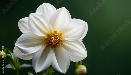 White Dahlia Bloom A Closeup Of Delicate Petals Against A Dark Green Background