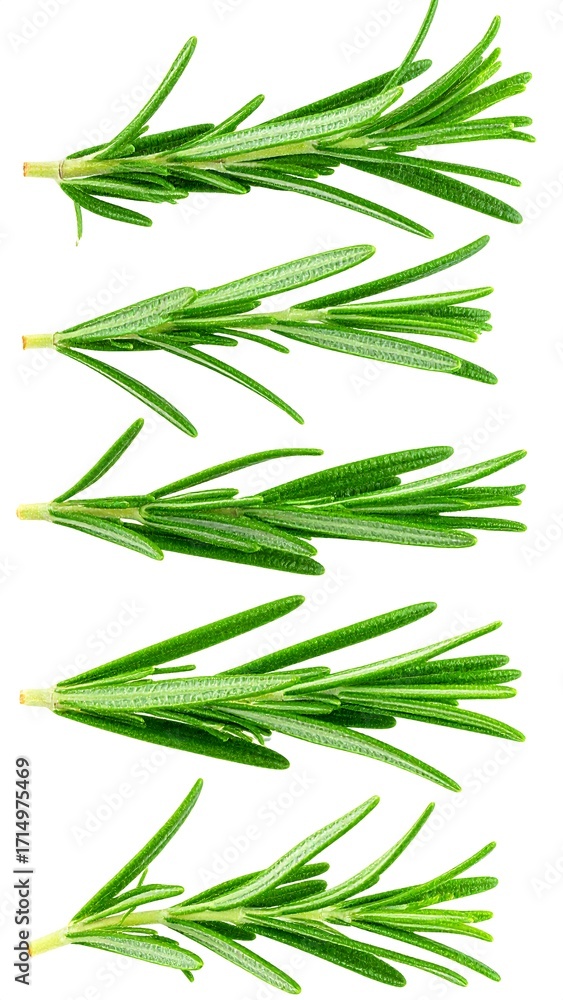 Naklejka premium Fresh rosemary sprigs, isolated on white