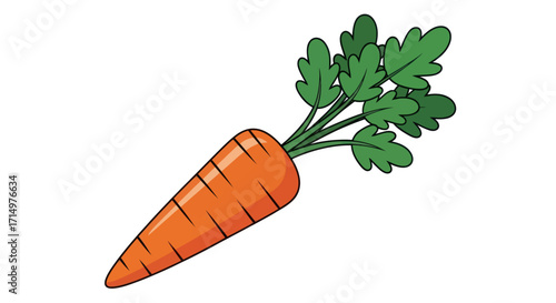 Fresh Orange Carrot with Green Tops Illustration.