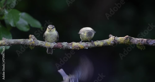 A tender moment as an adult blue tit feeds its hungry chicks perched on a tree branch, UK	