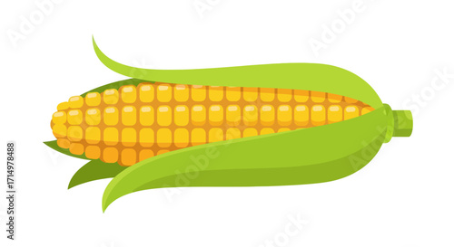 Freshly Harvested Sweet Corn with Green Husk Illustration.