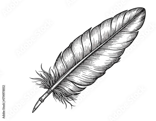 Detailed black and white illustration of a feather, meticulously crafted with intricate linework, highlighting the quill and vane structure, set against a pure white background.