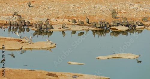 4K video; various birds at a water source in early morning light; Helmeted guinea fowl (Numida meleagris) and Ring-necked dove (Streptopelia capicola)