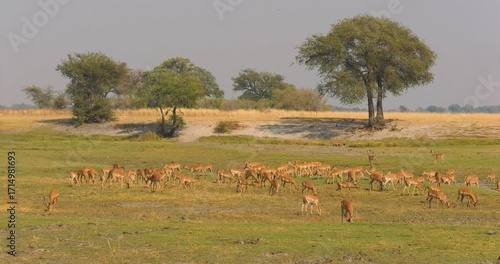 4K video; herd of Impalas (Aepyceros melampus) grazing on the floodplain of the Chobe river, Botswana