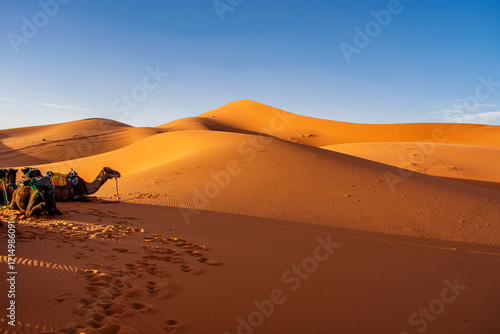 Camel sitting in desert, Merzouga Dunes, Sahara Desert, Morocco