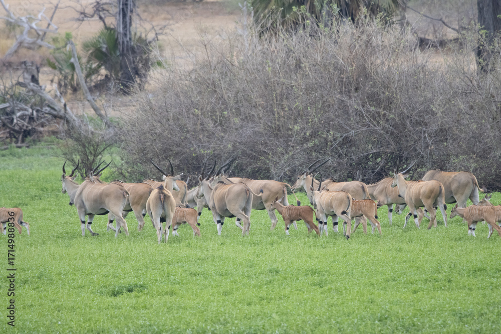 Obraz premium Herd of African wildlife