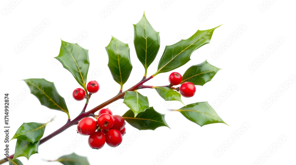 Fototapeta premium A detailed sprig of holly isolated on transparent background