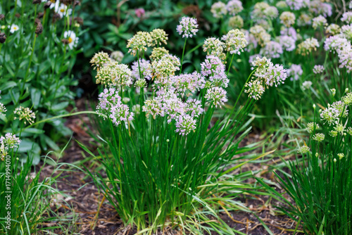 Canvas-taulu A clump of ornamental chives with delicate pale purple flower clusters on a gard
