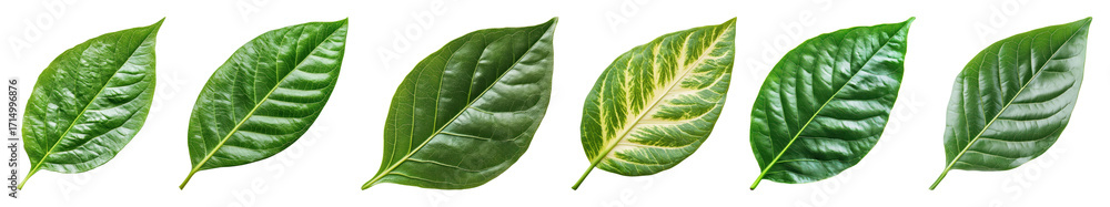 Obraz premium PNG Vibrant green leaves arrangement, element set on transparent background