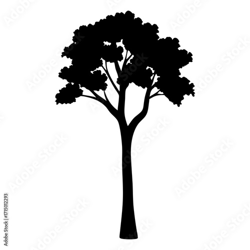 Dramatic silhouette of a tall, broad tree with dense leaves and branches