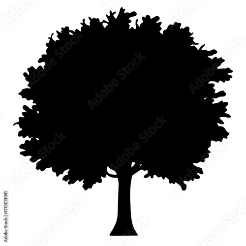 Silhouette of a magnificent mature tree with full foliage canopy against white background
