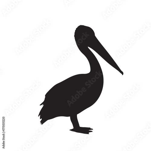 pelican vector on white background