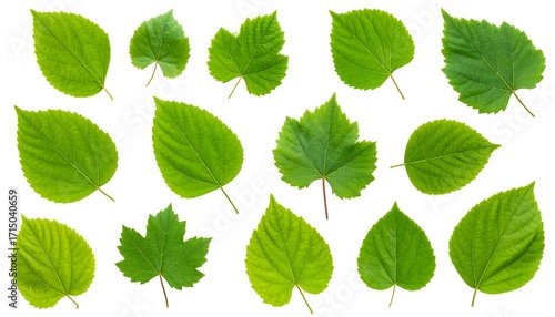 Fresh Green Leaves Collection.