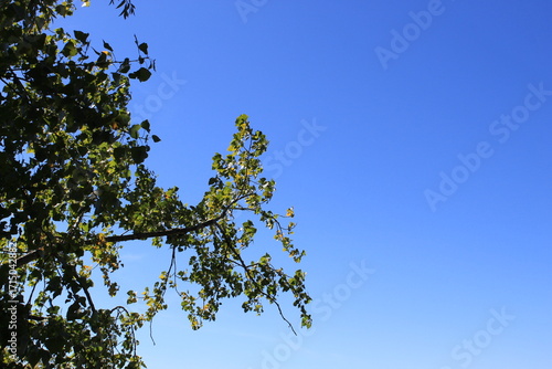 Tree Branches Against Clear Blue Sky