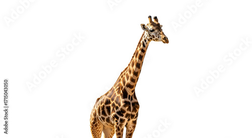 giraffe on white background