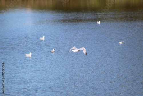 Seagulls on Calm Water: Lakeside Bird Scene at Dusk