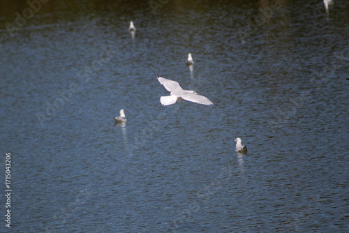 Seagull Soaring Above Calm Water, Aerial View
