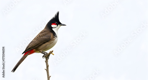 red winged blackbird
